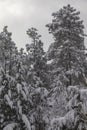 Cold snow storm and gray day in the mountains of Prescott, Arizona where the Ponderosa Pines grow Royalty Free Stock Photo