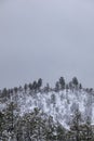 Cold snow storm and gray day in the mountains of Prescott, Arizona where the Ponderosa Pines grow Royalty Free Stock Photo