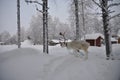 Cold and snowy day in lapland