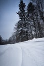 Cold snowy road in the park