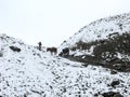 Cold snowy weather on way to Thorong La Pass, Nepal Royalty Free Stock Photo