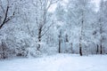 Winter landscape. Snow-covered trees in the winter forest. Royalty Free Stock Photo