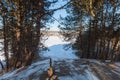 Cold snowy winter in Vallensbaek Denmark - view from the hill through the trees. Royalty Free Stock Photo