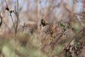 Cold sparrow near Baitong on a bright sunny day