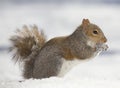Cold squirrel Royalty Free Stock Photo