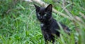 The cold stare of the young adorable pet fully focused and listen closely cat aye and the face front view close up. green eyes