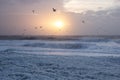 Cold sunset at the beach with sea foam and birds, Thisted, Denmark