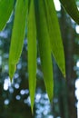 Green bamboo leaf close up. Blurred background.