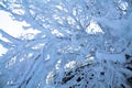 Cold tree. Tree branches in the snow. Royalty Free Stock Photo