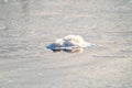 Cold water and ice cubes melting under the sun background. Global warming or climate change concept. Cold therapy Royalty Free Stock Photo