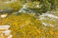 Cold water rushing downstream at a gold-panning creek in canada Royalty Free Stock Photo