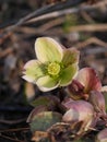 Hellebores Orientalis Cold-Weather Bulb Flower Close-Up