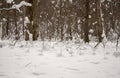 Cold weather in forest in winter Royalty Free Stock Photo