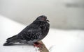 In cold weather a pigeon sit during a snowfall. Royalty Free Stock Photo