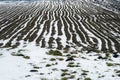 Cold weather and snowfall destroyed the young wheat crop. The sown field with agricultural crops was covered with snow and ice. Royalty Free Stock Photo