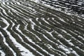 Cold weather and snowfall destroyed the young wheat crop. The sown field with agricultural crops was covered with snow and ice. Royalty Free Stock Photo