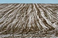 Cold weather and snowfall destroyed the young wheat crop. The sown field with agricultural crops was covered with snow and ice. Royalty Free Stock Photo