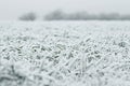 Cold white landscape of snow-covered fields, green grass, village in winter, concept of seasonal changes in nature, snowfall, Royalty Free Stock Photo