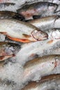 Cold whole fresh salmons fish in frozen counter Royalty Free Stock Photo