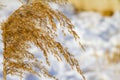 Cold wind blowing reeds at snow covered lake Royalty Free Stock Photo