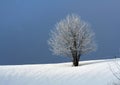 Cold Winter Royalty Free Stock Photo