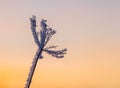 Cold winter background with frost covered branches