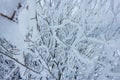 Cold winter background with frost covered branches