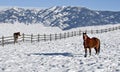 Cold winter in Bozeman Royalty Free Stock Photo