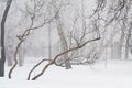 Cold winter city park in mist with snow covered tree trunks