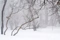 Cold winter city park in mist with snow covered tree trunks