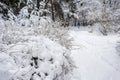 Cold winter day in forest. Snowy trees in scenic landscape. Nature blurred background Royalty Free Stock Photo