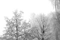 Cold winter day frost fresh snow, isolated horizontal closeup, large detailed snowy branches
