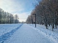 Cold winter day at sunny day - walk path in Panevezys park Lithuania Royalty Free Stock Photo