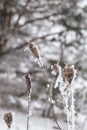 Cold winter dusk with frosted plants in the frozen forest Royalty Free Stock Photo