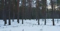 Cold winter evening in pine forest Royalty Free Stock Photo