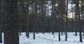 Cold winter evening in pine forest