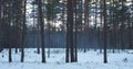 Cold winter evening in pine forest with smoke Royalty Free Stock Photo