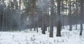 Cold winter evening in pine forest with smoke Royalty Free Stock Photo