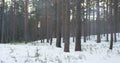 Cold winter evening in pine forest with smoke Royalty Free Stock Photo
