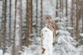 Cold winter forest with bird. Tawny Owl snow covered in snowfall during winter, snowy forest in background, nature habitat. Wildli Royalty Free Stock Photo