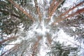 Cold winter forest landscape snowy Royalty Free Stock Photo