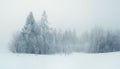 Cold Winter Forest Landscape Snowy