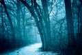 Cold winter forest with snow and path through trees.