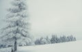 Cold Winter Frozen Trees Scene Landscape Royalty Free Stock Photo