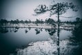 Cold winter landscape frozen snow swamp Kemeri