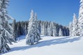 Cold winter morning. Beautiful landscape. High mountain. Pine trees in the snowdrifts. Lawn and forests. Snowy background. Nature Royalty Free Stock Photo