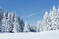 Cold winter morning. Beautiful landscape. High mountain. Pine trees in the snowdrifts. Lawn and forests. Snowy background. Nature Royalty Free Stock Photo
