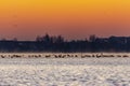 On this cold winter morning with a beautiful orange and yellow sky hundreds of ducks gatherin the steaming water of the lake Zoete Royalty Free Stock Photo