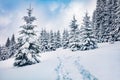 Cold winter morning in Carpathian mountain foresty with snow covered fir trees. Wonderful outdoor scene, Happy New Year celebratio