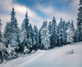 Cold winter morning in Carpathian mountains with snow covered fir trees. Dramatic outdoor scene, Happy New Year celebration concep Royalty Free Stock Photo